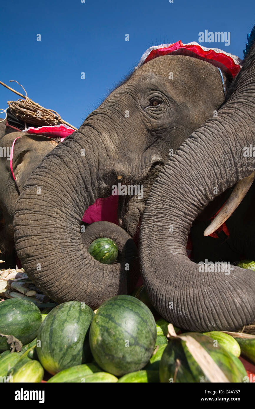 Thailand, Surin, Surin.  Elephants feasting at an Elephant Buffet during the annual Elephant Roundup festival. Stock Photo