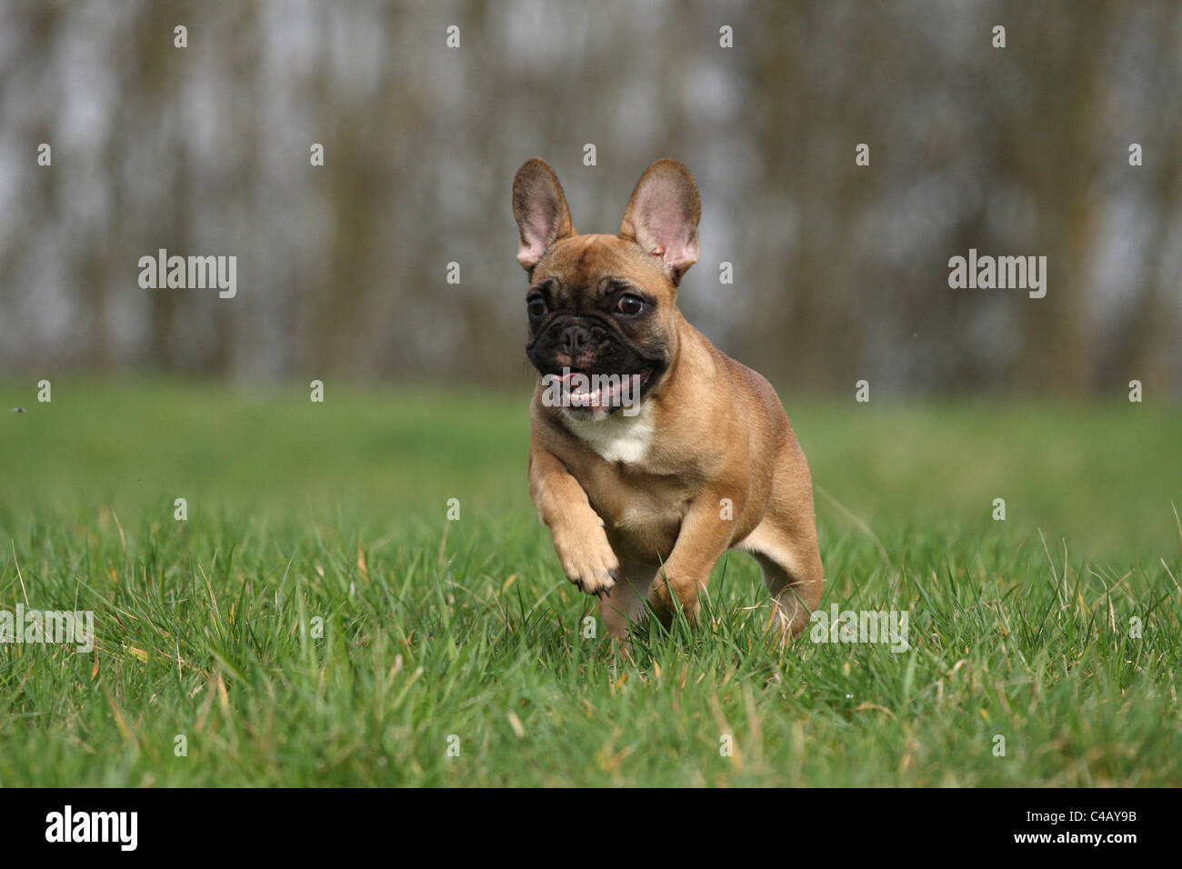 running French Bulldog Stock Photo