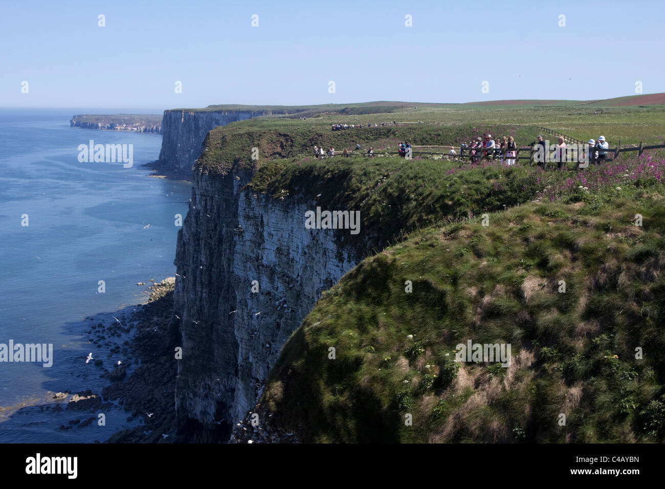 Bempton Cliffs is a nature reserve, run by the RSPB, at Bempton in the ...