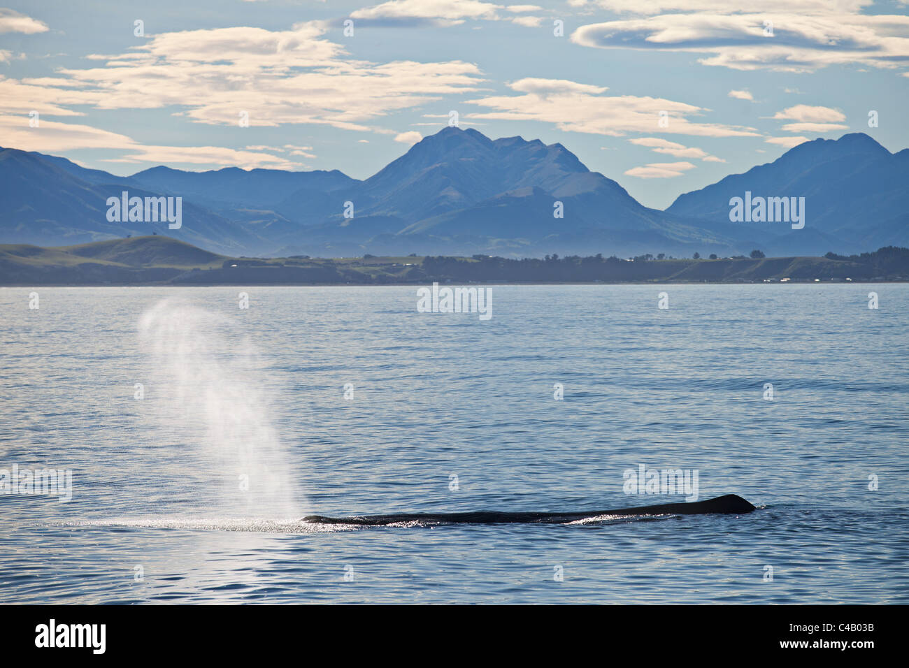 Humpback whale exhales  (blows) air before diving with Kaikoura, New Zealand panorama in the back ground. Stock Photo