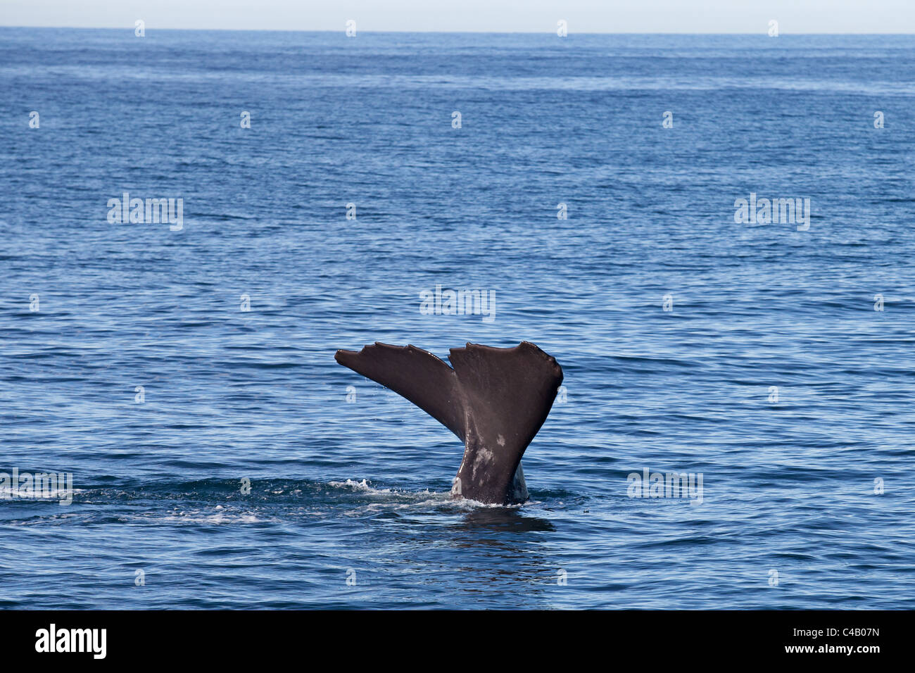 Sperm whale diving in Kaikoura New Zealand Stock Photo