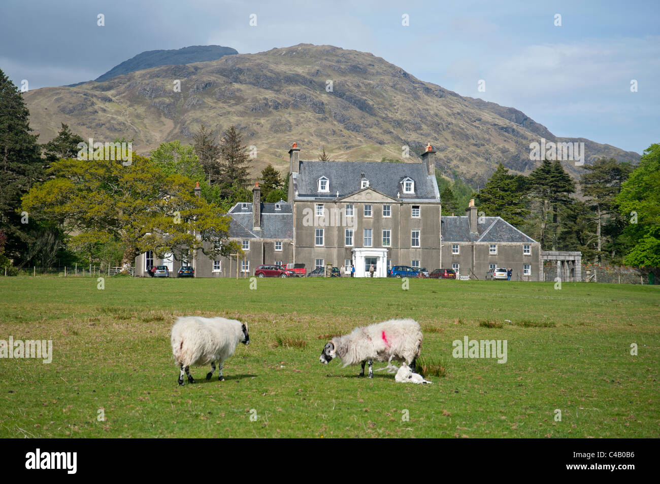 Sheep graze peacefully in front of Lochbuie House, on the west coast of the isle of Mull, Scotland.  SCO 7142 Stock Photo