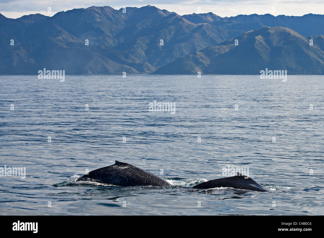 Humpback whale whales mountains hi-res stock photography and images - Alamy