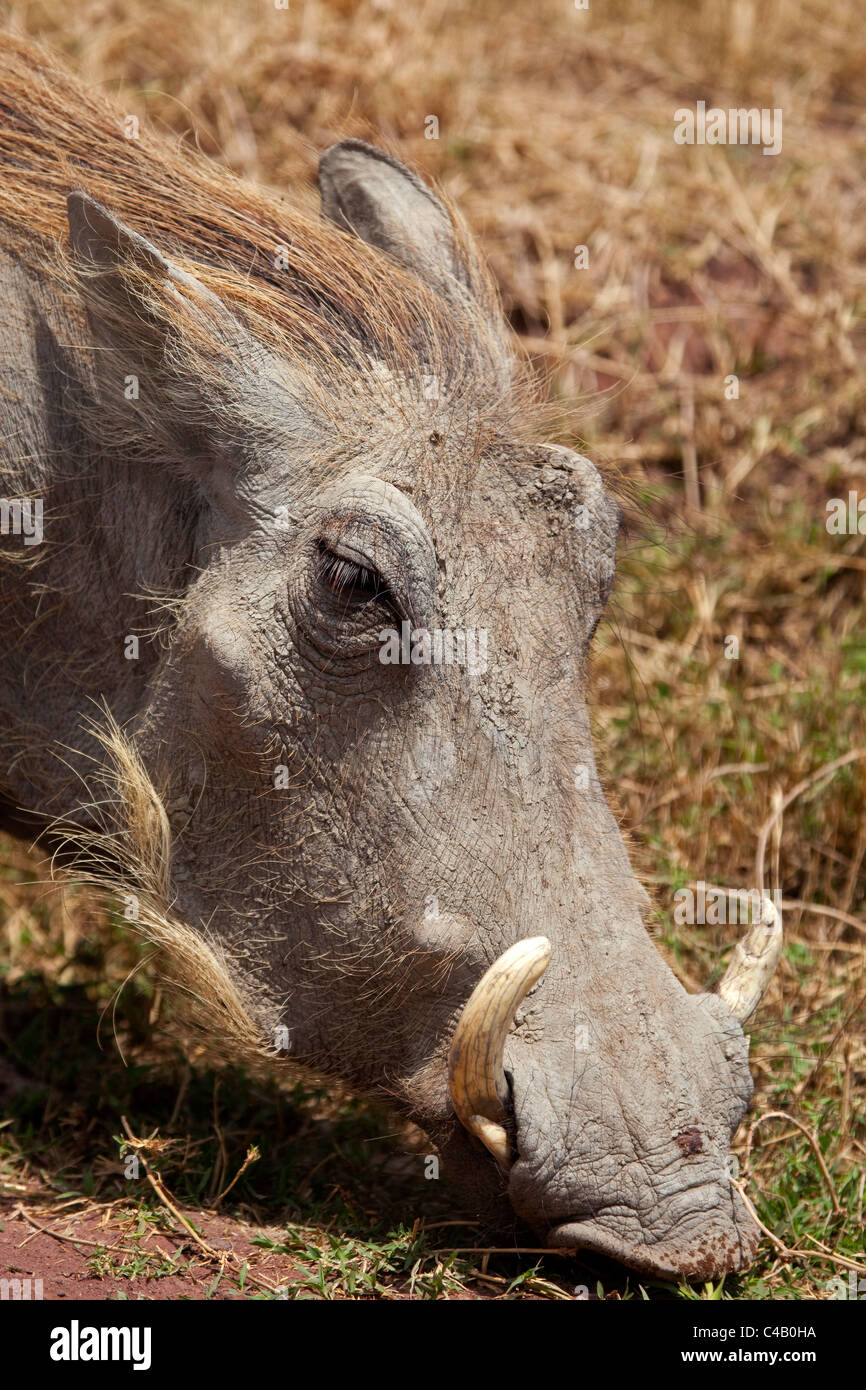 Tanzania, Ngorongoro. A warthog portrait. Stock Photo