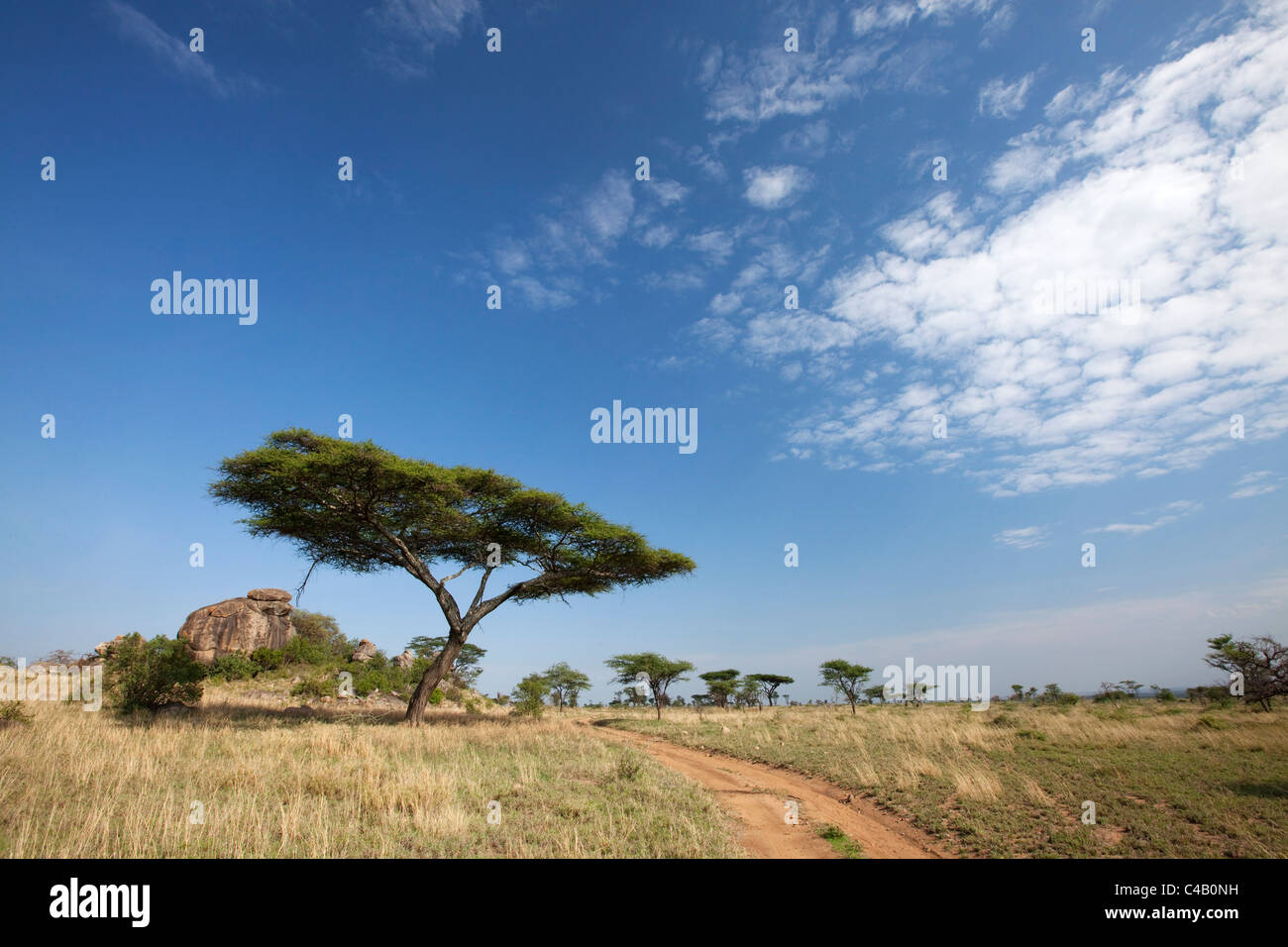 Tanzania, Serengeti. Typical Serengeti landscape near the Maasai Kopjes. Stock Photo