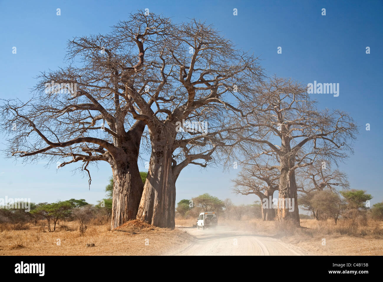 Tanzania, Tarangire. A road runs underneath the branches of massive baobab trees, for which Tarangire is famous. Stock Photo