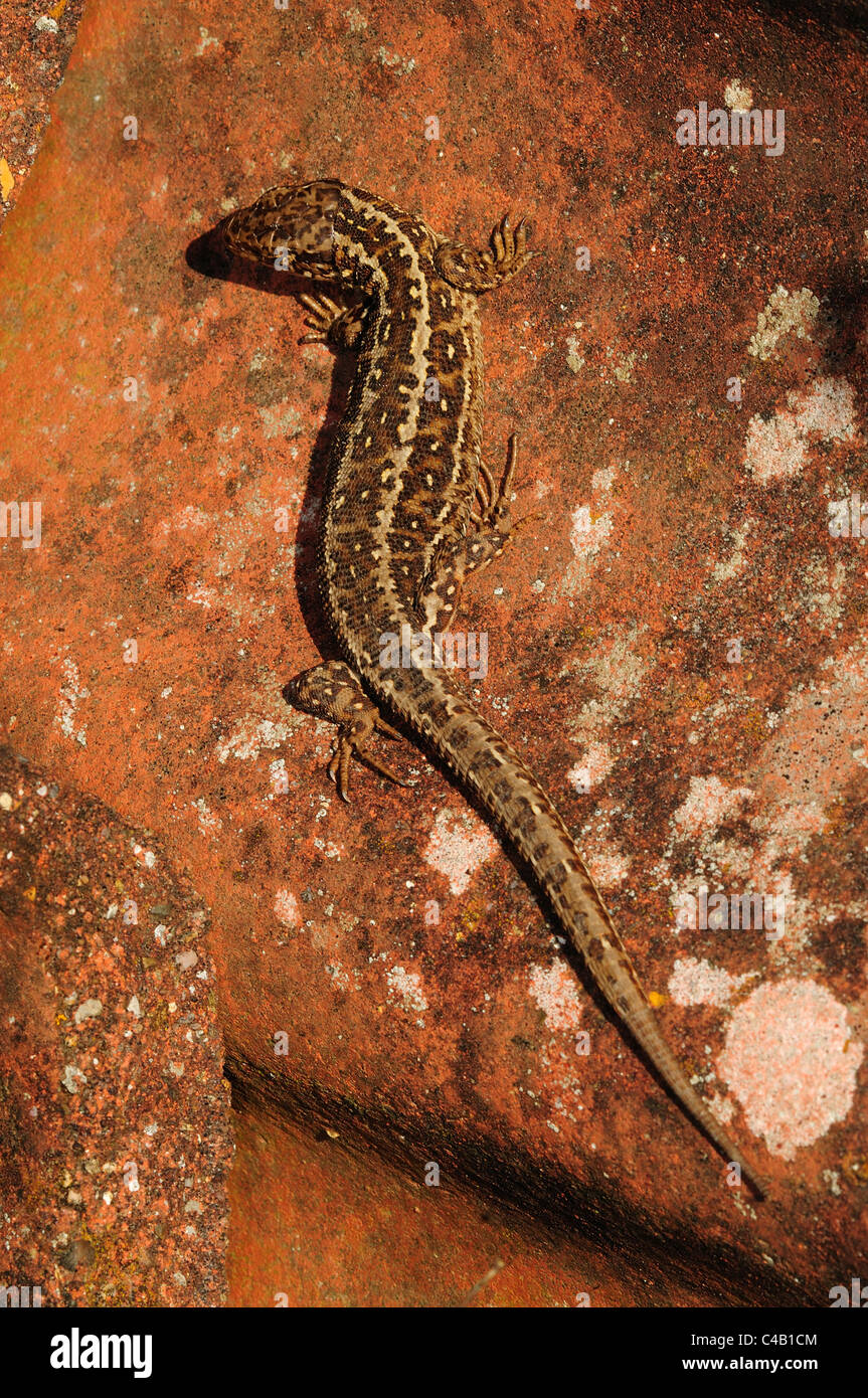 A sand lizard (Lacerta agilis) basking in the sun Dorset UK Stock Photo