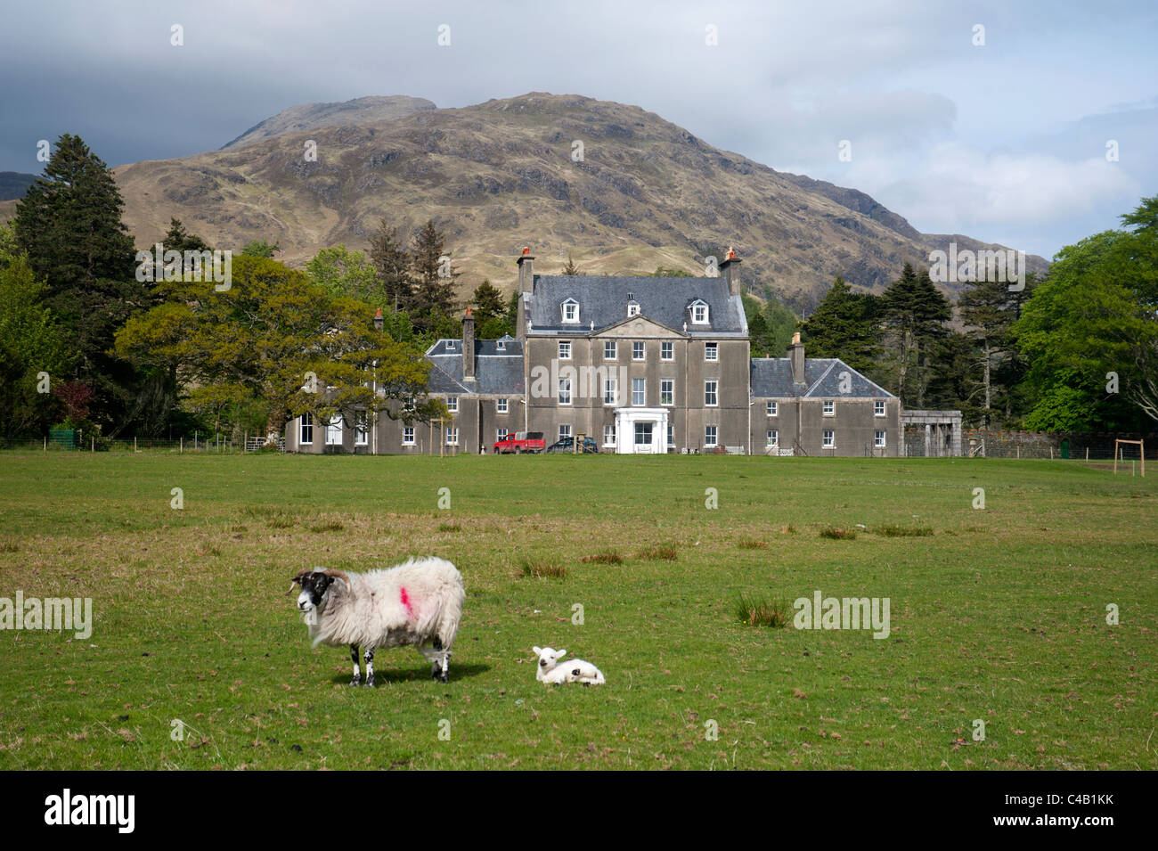 Sheep graze peacefully in front of Lochbuie House, on the west coast of the isle of Mull, Scotland.  SCO 7147 Stock Photo