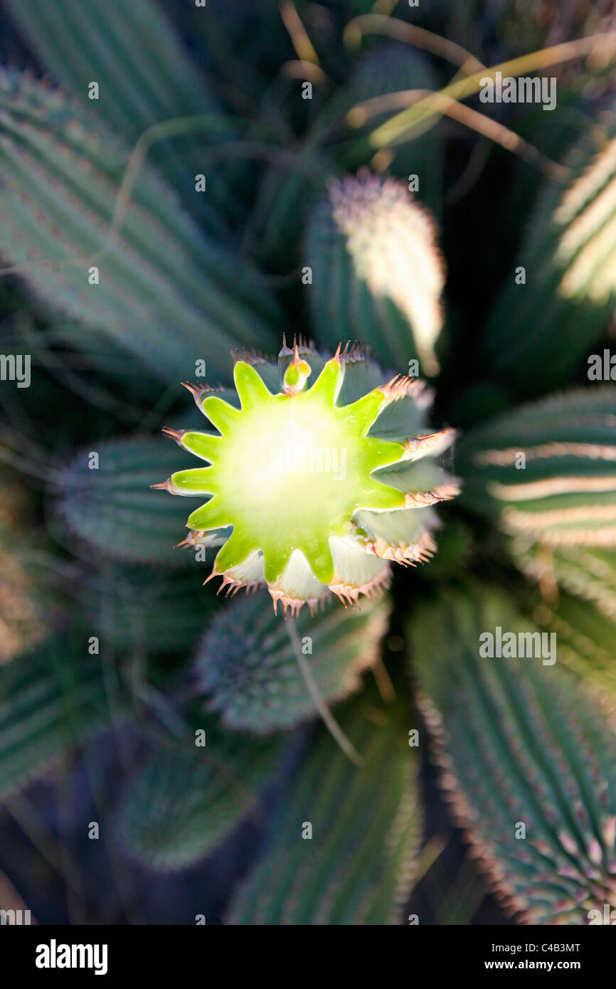 Botswana, Makgadikgadi. Hoodia Cactus with cut open to reveal the cross-section. The appetite-supressing qualities of this plant have long been known to the San bushman and are now generating interest amongst pharmaceuticals for dieting aids. Stock Photo