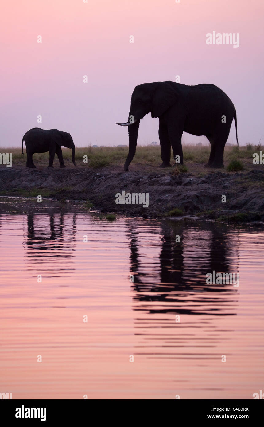 Botswana, Chobe. Two elephants are reflected in the waters of the Chobe river in the evening light. Stock Photo