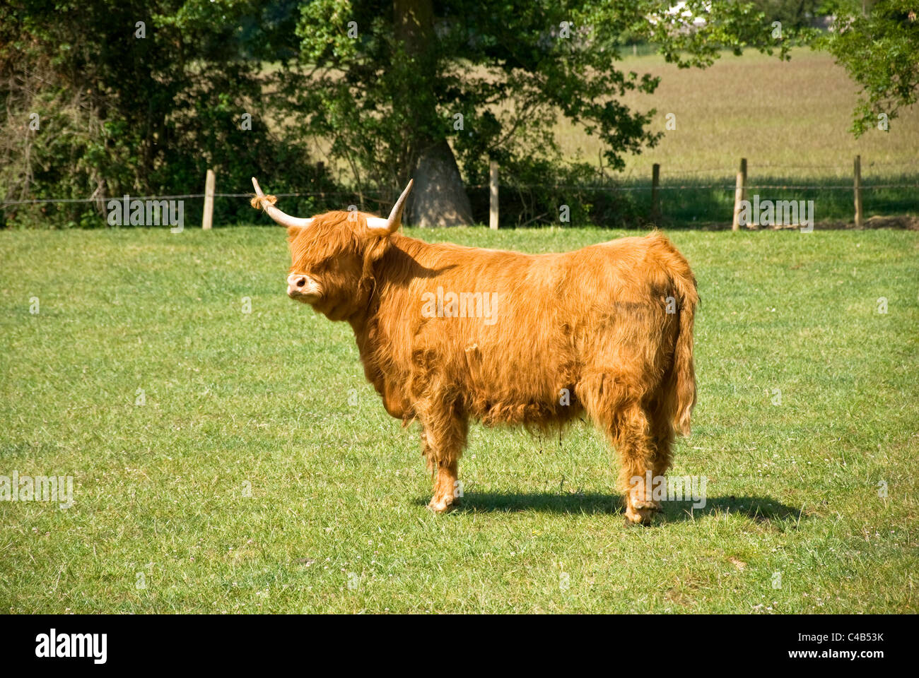 Kyloe beef cattle with long horns hi-res stock photography and images ...