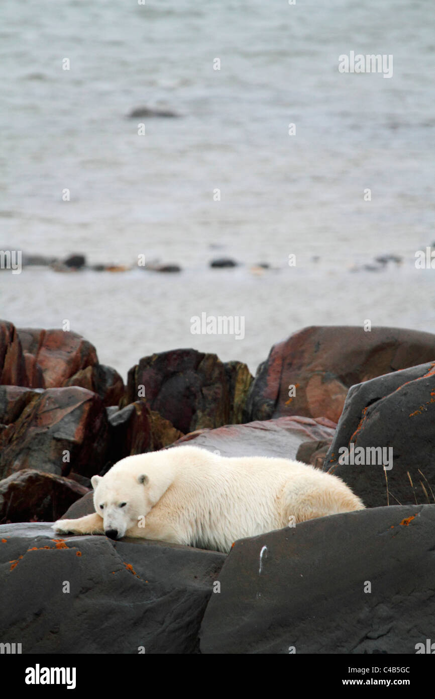 Churchill, Manitoba, Canada. A male polar bear lies on rocks beside Hudson Bay, waiting for the pack ice to form. Stock Photo