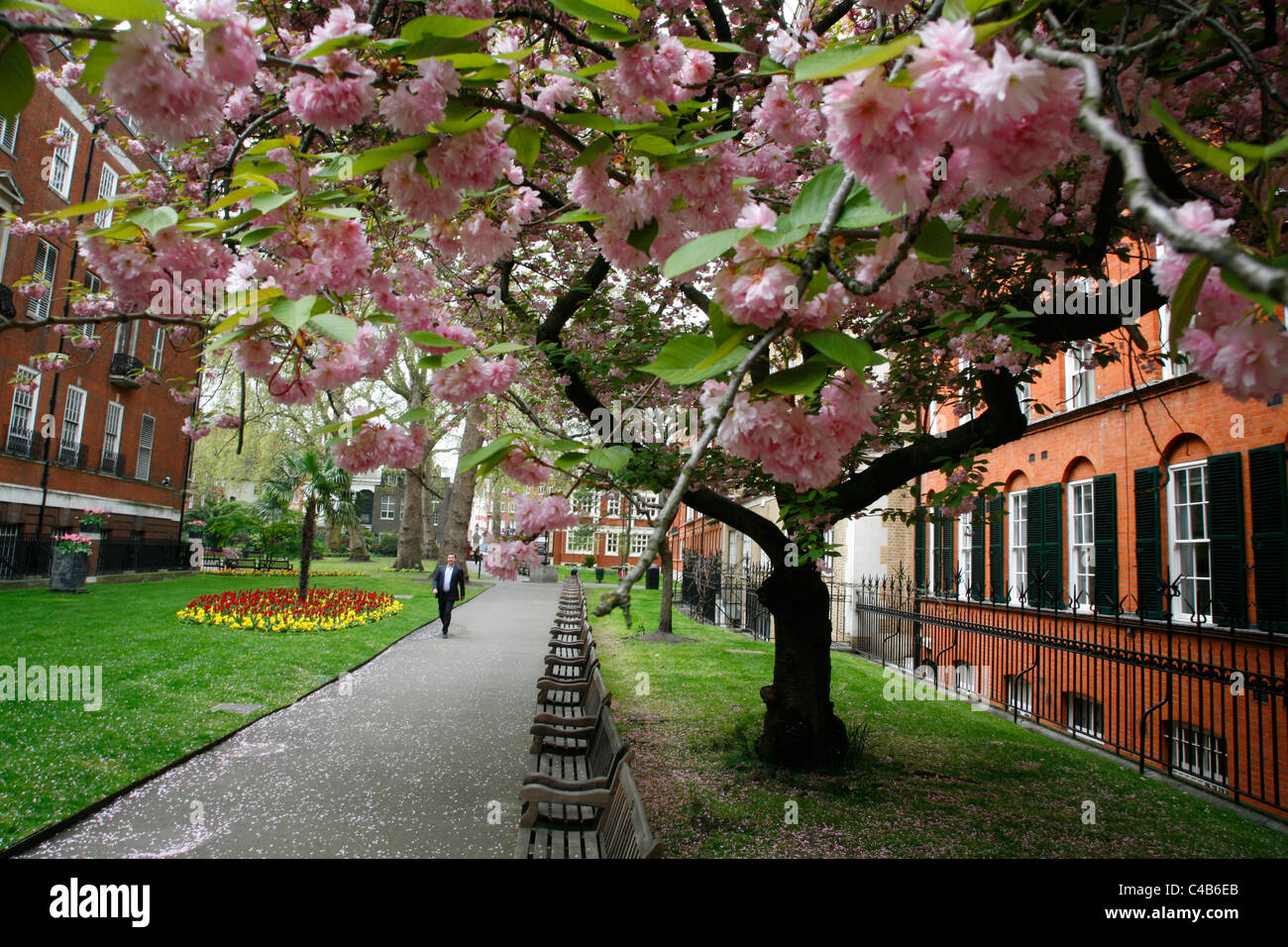 Cherry blossom in Mount Street Gardens (aka St Gardens) in