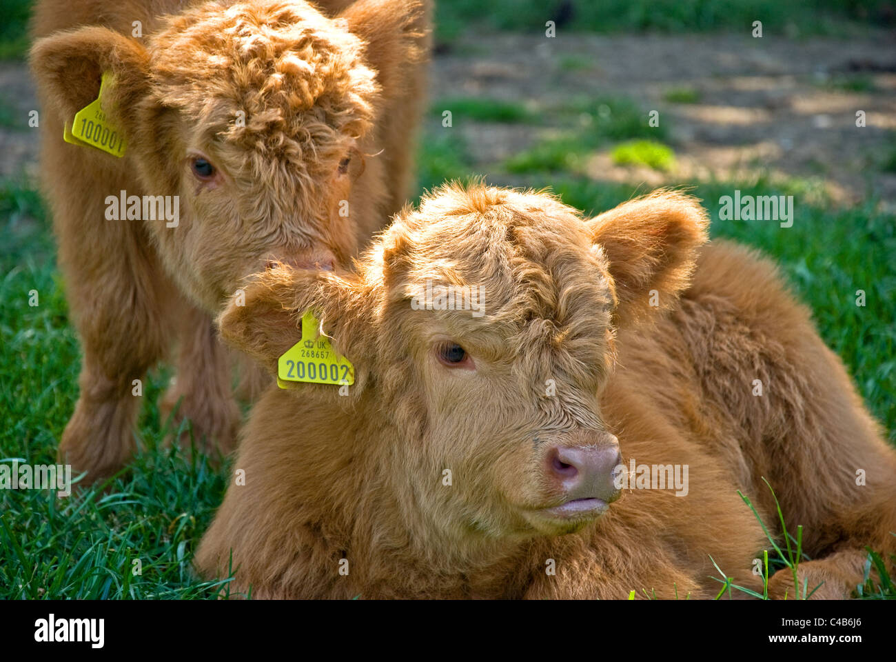 Two young Highland Cattle calves Stock Photo Alamy