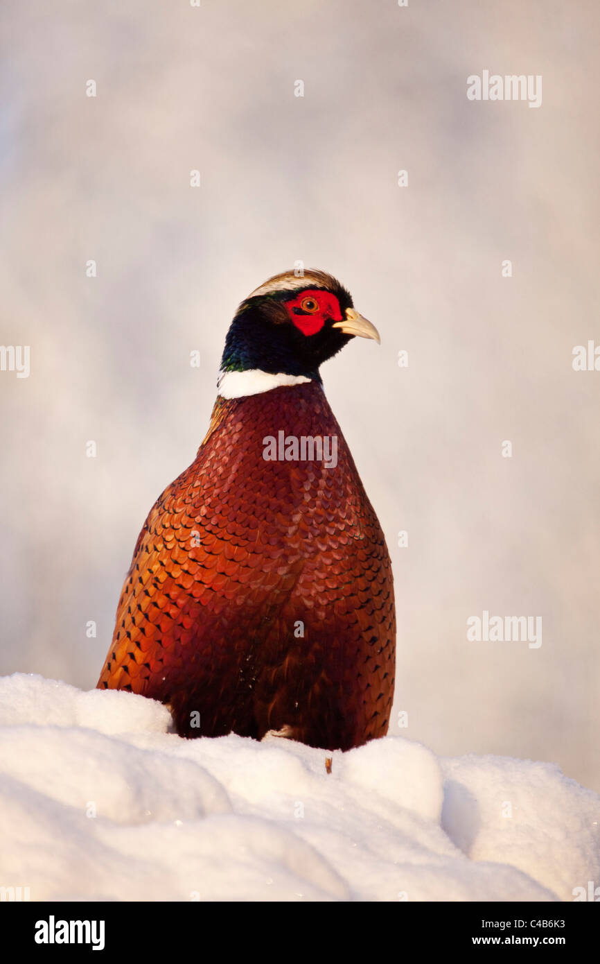 UK, Wiltshire. A male pheasant in full plumage sits on a snow covered hedge, catching the morning sun. Stock Photo