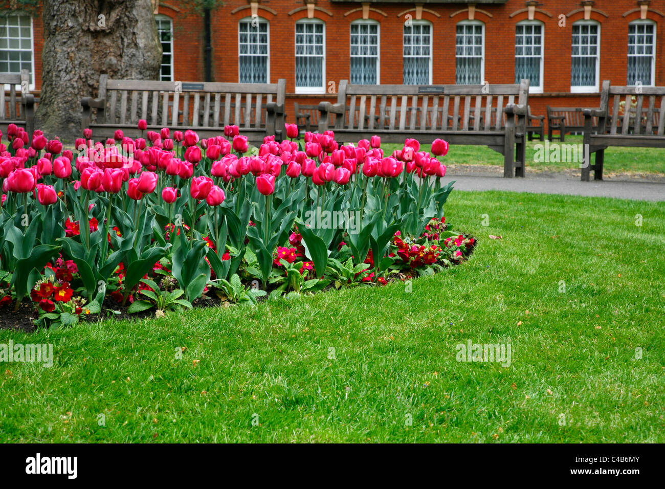 Tulips in Mount Street Gardens (aka St Gardens) in Mayfair, London, UK Stock Photo Alamy