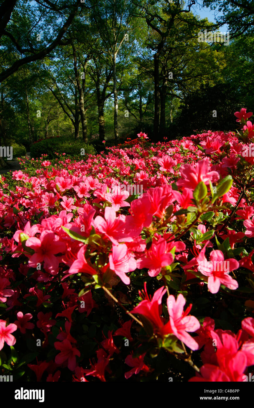 Azalea blooming in the Isabella Plantation, Richmond Park, London, UK Stock Photo