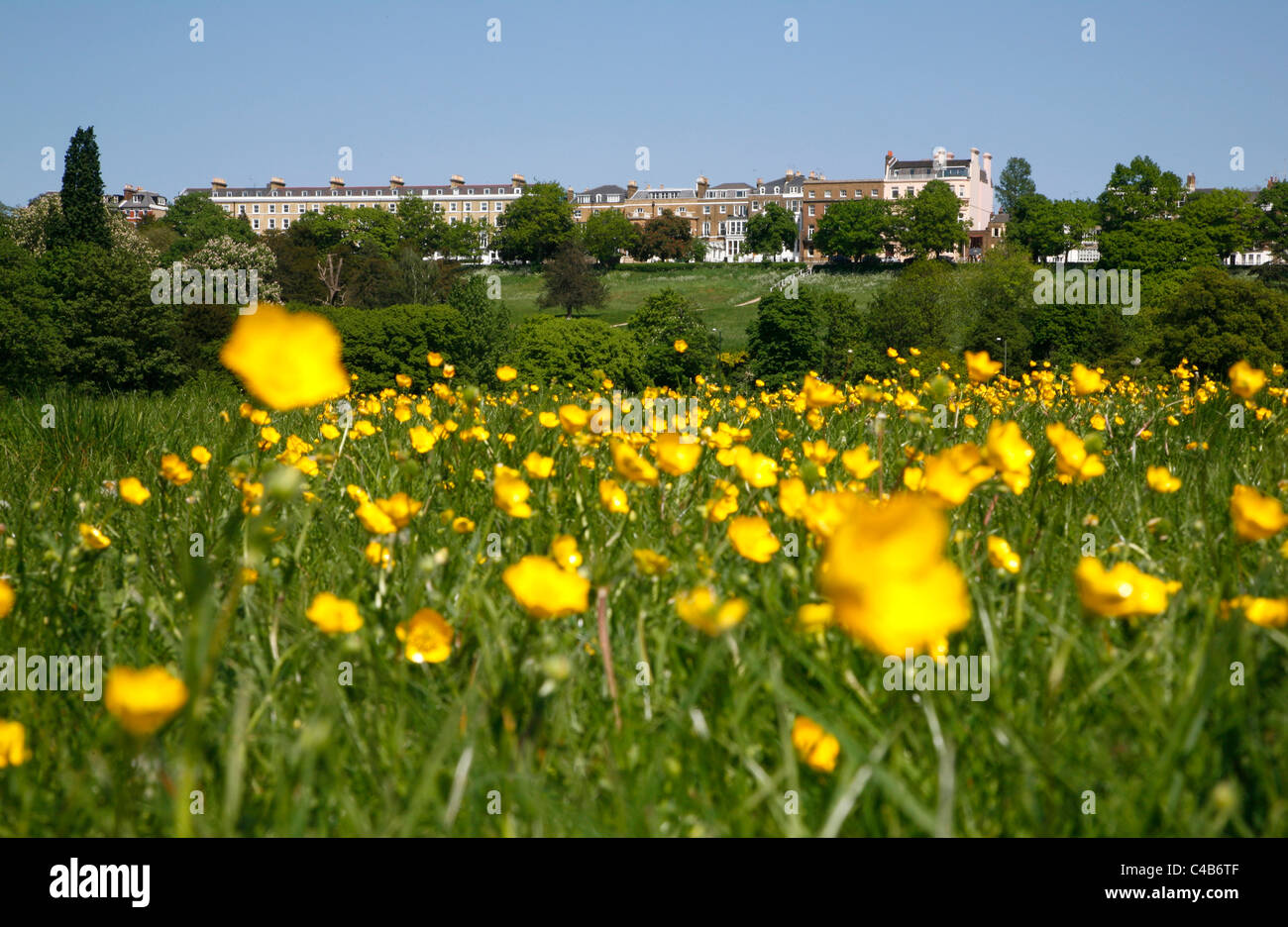 Buttercups in Petersham Meadows in front of Richmond Terrace, Richmond