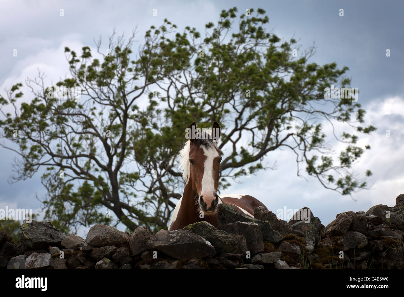 A skewbald horse leaning over a drystone wall in Cumbria showing just the head and neck with a tree in the background Stock Photo