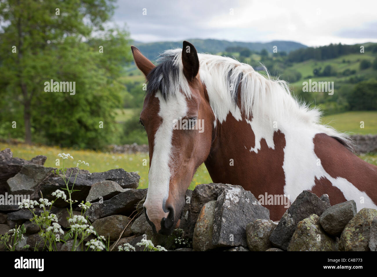 A skewbald horse leaning over a drystone wall showing just the head and neck with the Cumbrian Fells in the background Stock Photo