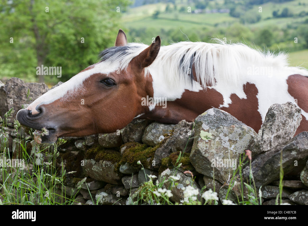 A skewbald horse leaning over a drystone wall showing just the head and neck with the Cumbrian Fells in the background Stock Photo