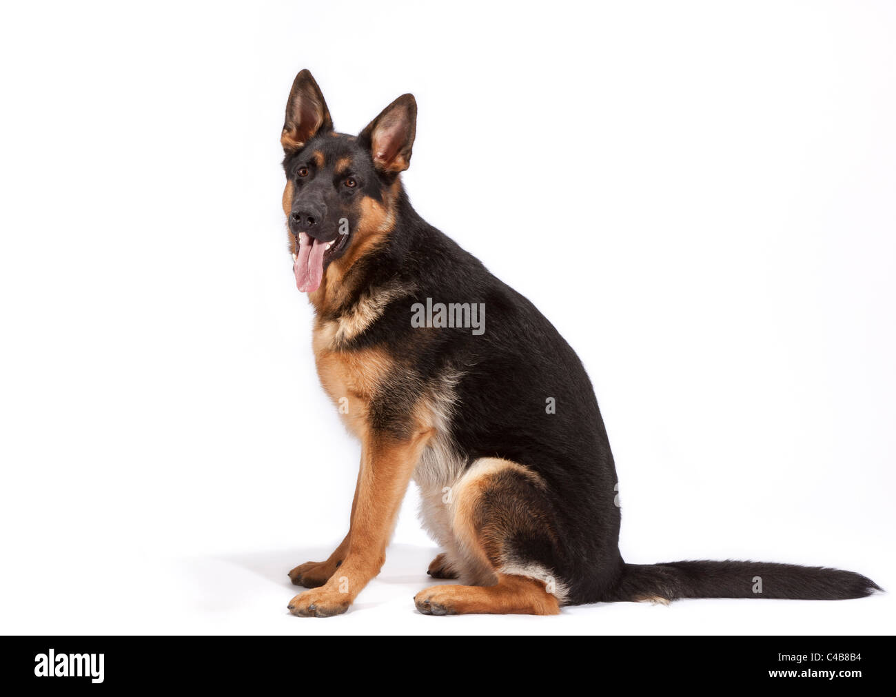 German shepherd hotsell 8 months