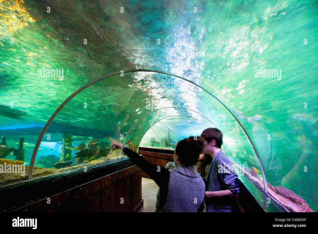 England, East Sussex, Brighton, Interior of the Sea Life Centre underground Aquarium on the seafront, curved glass tunnel. Stock Photo