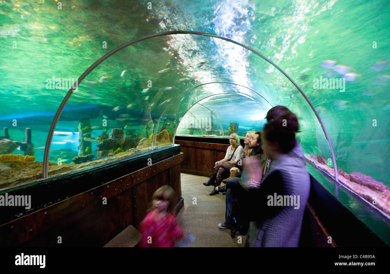 England, East Sussex, Brighton, Interior of the Sea Life Centre