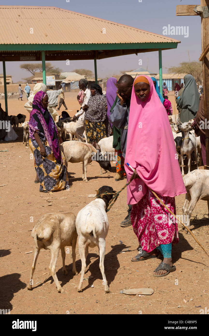 goats for sale at the livestock market, Barao, Somaliland, Somalia Stock Photo