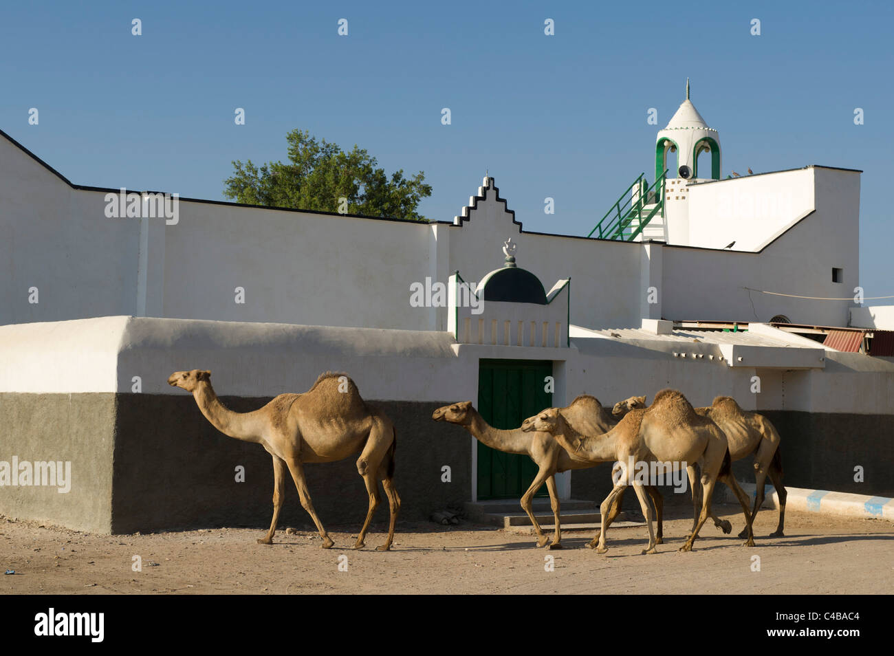 Camels walking past a  mosque, Berbera, Somaliland, Somalia Stock Photo