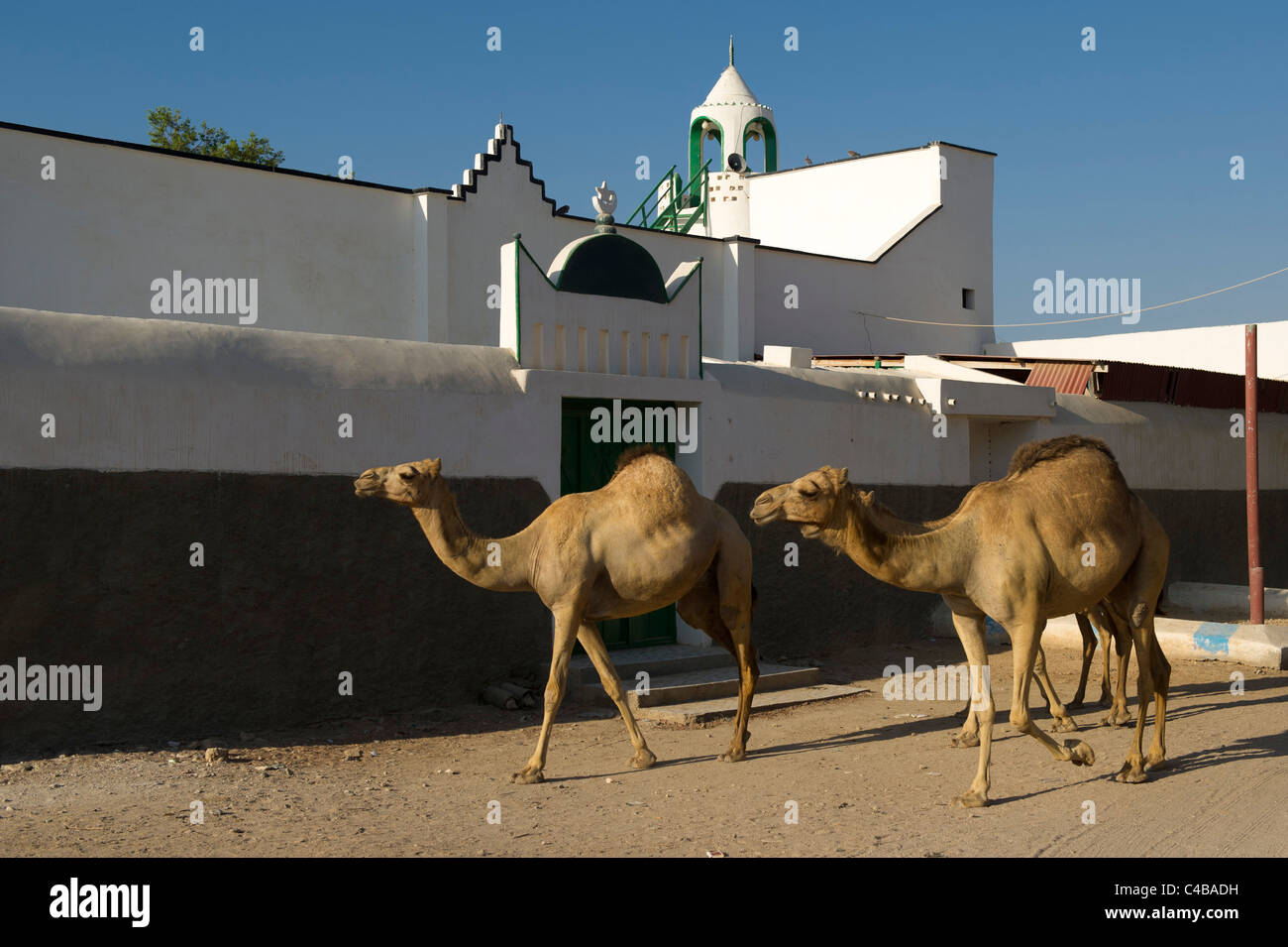 Camels walking past a mosque, Berbera, Somaliland, Somalia Stock Photo