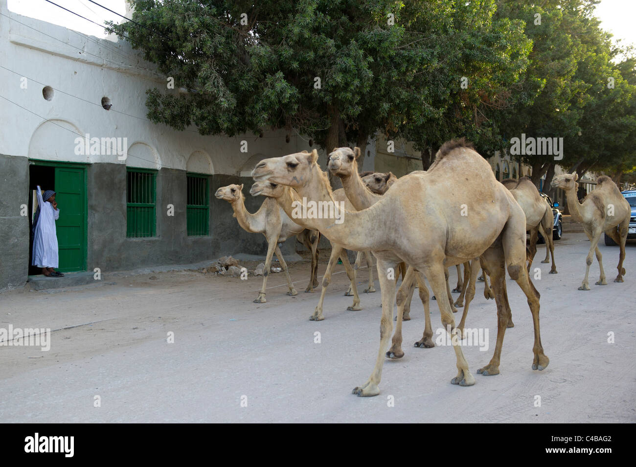 Camels walking in the street, Berbera, Somaliland, Somalia Stock Photo