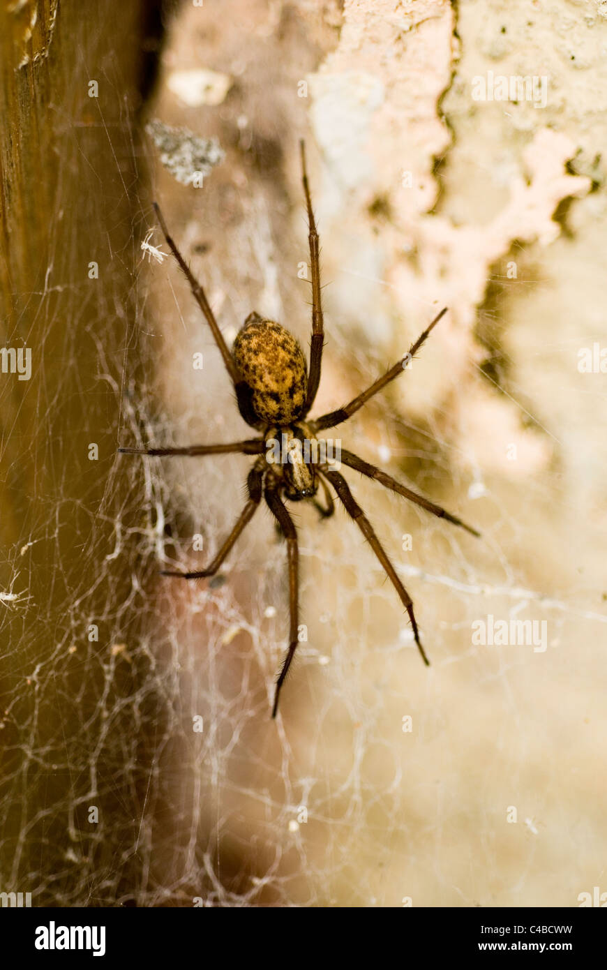 Common house spider, Tegenaria gigantea/domestica on web Stock Photo