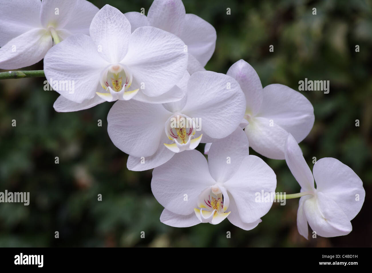 White Phalaenopsis, Moth Orchid, spray. Stock Photo