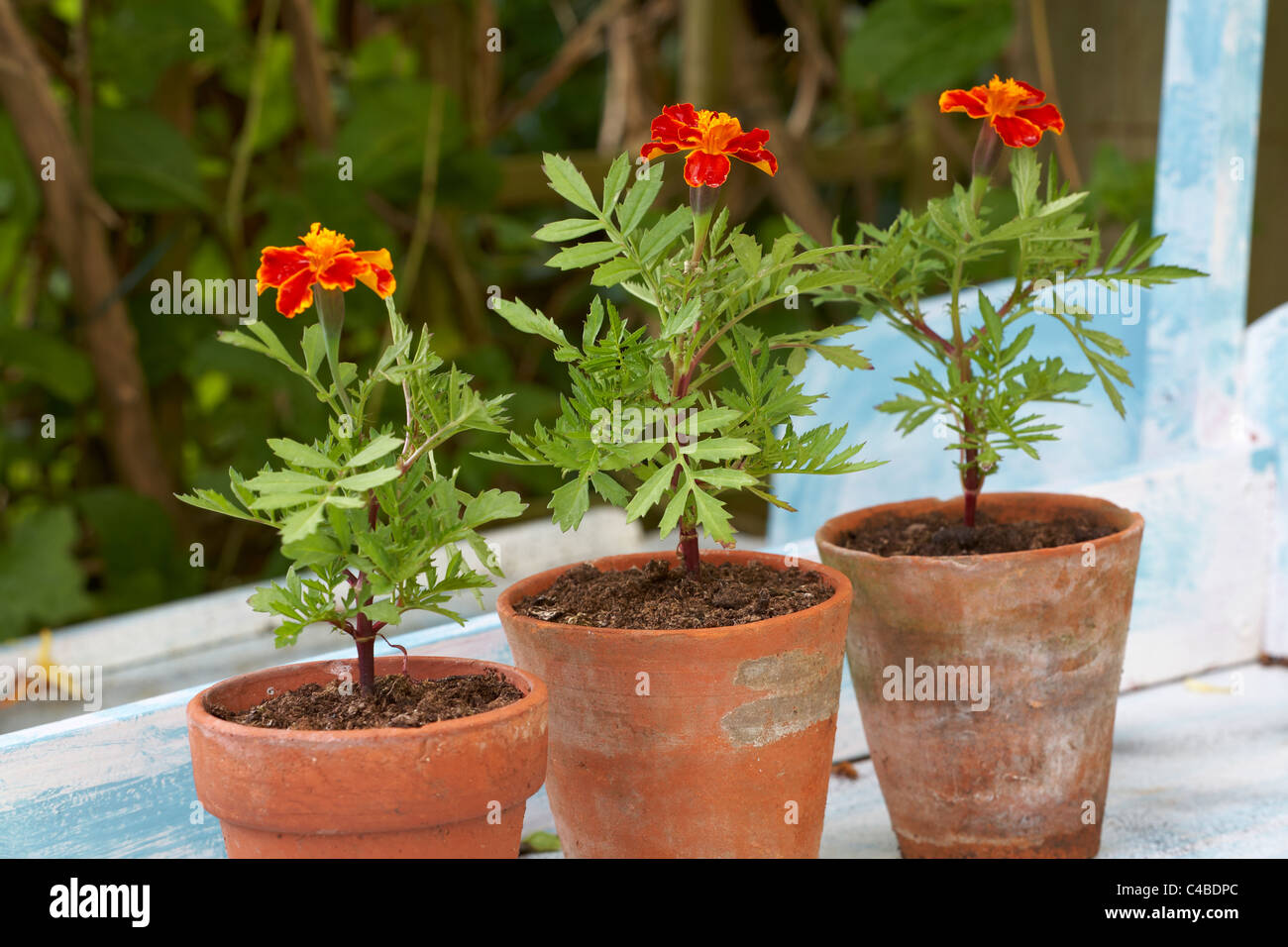 Tagetes French Marigolds in old terracotta flower pots Stock Photo
