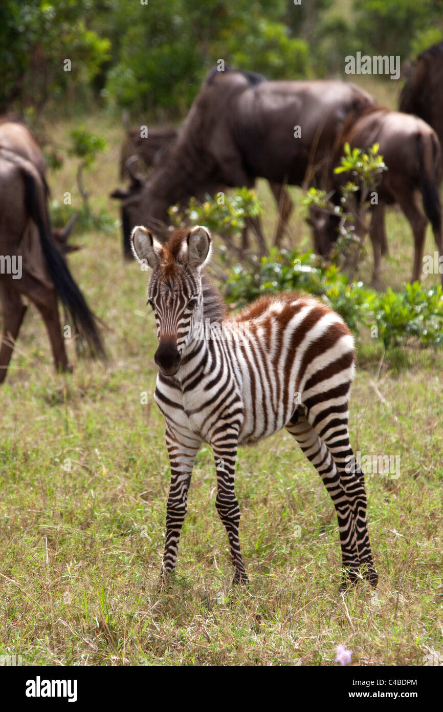 Kenya, Maasai Mara. A young zebra stands alone, in front of a herd of wildebeest. Stock Photo