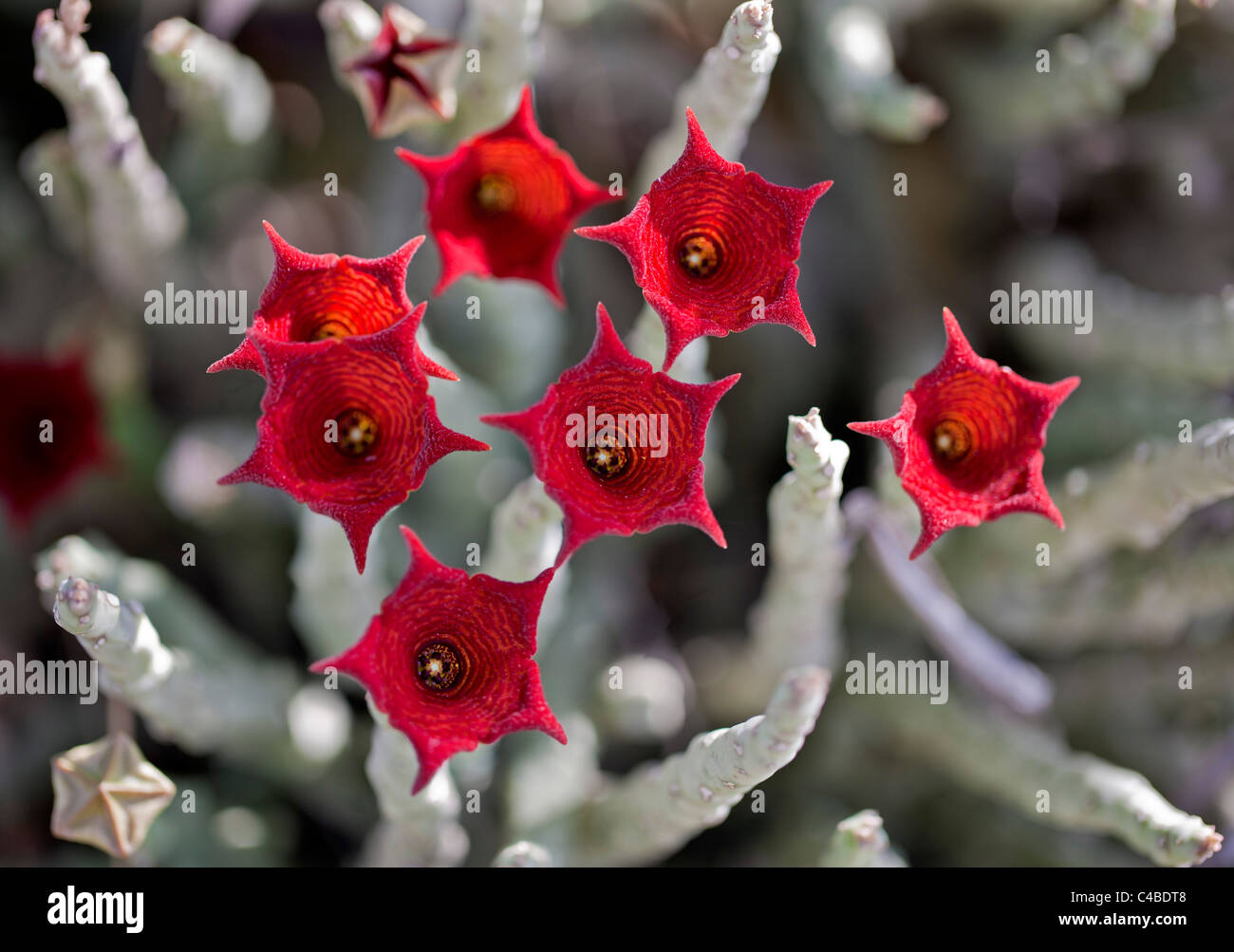Caralluma socotrana, a beautiful succulent plant found only in Kenyas Magadi region and the island of Socotra in Yemen. Stock Photo