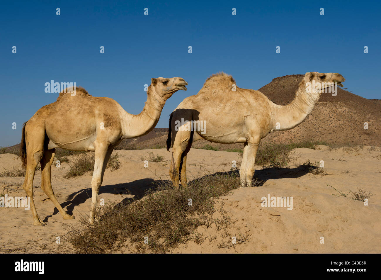 Somalia Camels High Resolution Stock Photography And Images Alamy