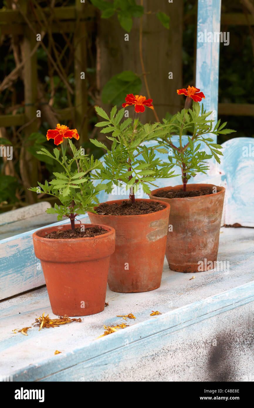 Tagetes French Marigolds in old terracotta flower pots Stock Photo