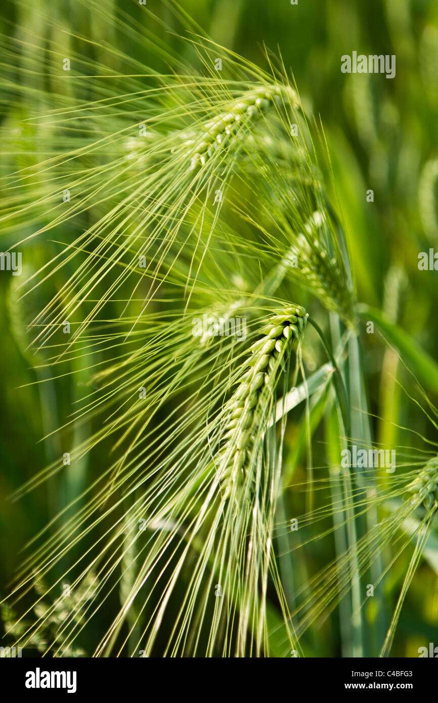 Barley ( Hordeum vulgare ) Stock Photo