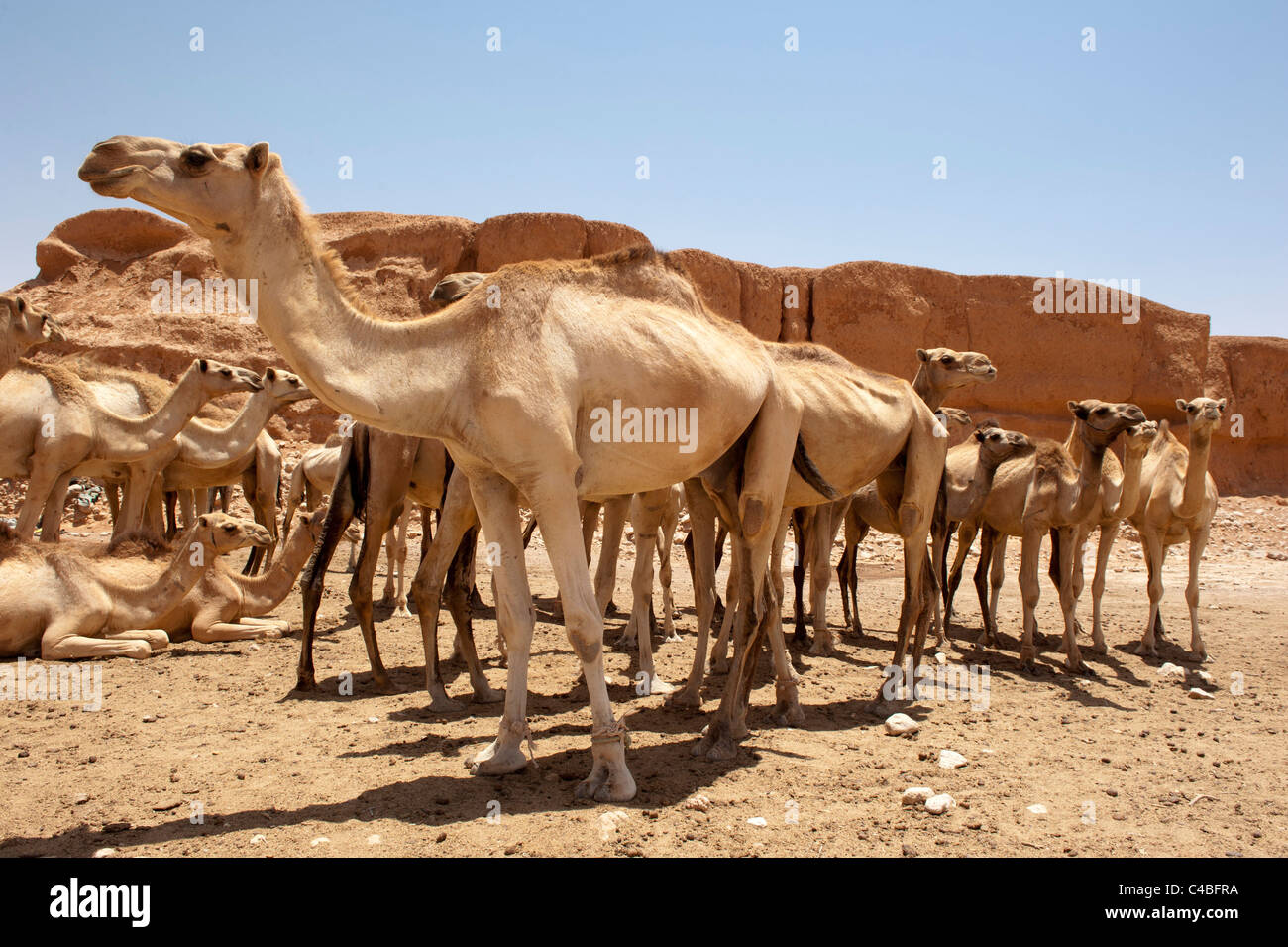 Camels in the desert in Sanaag region, Somaliland, Somalia Stock Photo