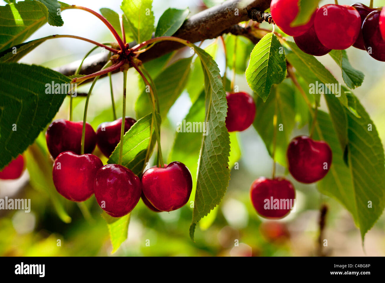 Cherries on a Branch Stock Photo