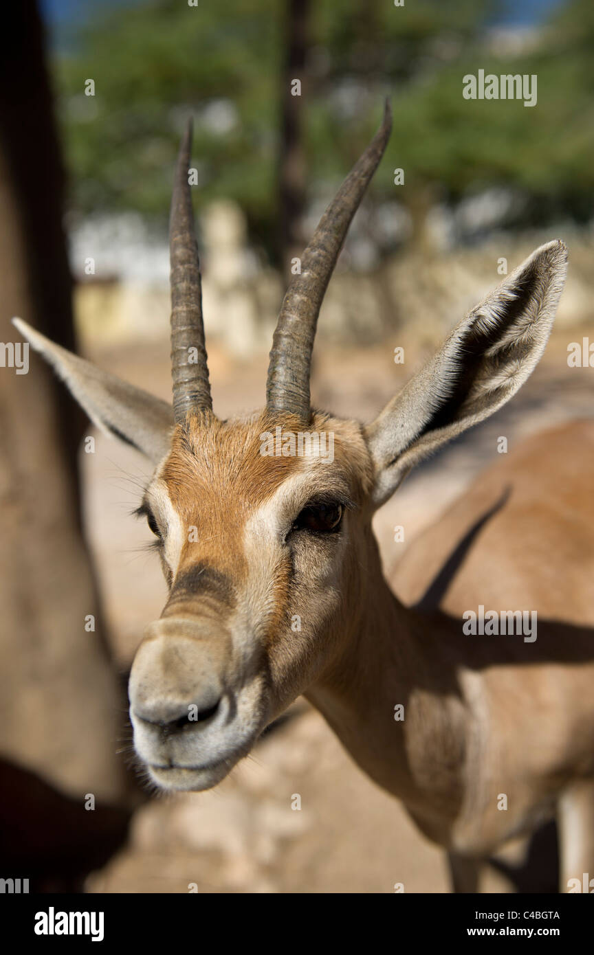 Speke's Gazelle (Gazella spekei), Somaliland, Somalia Stock Photo