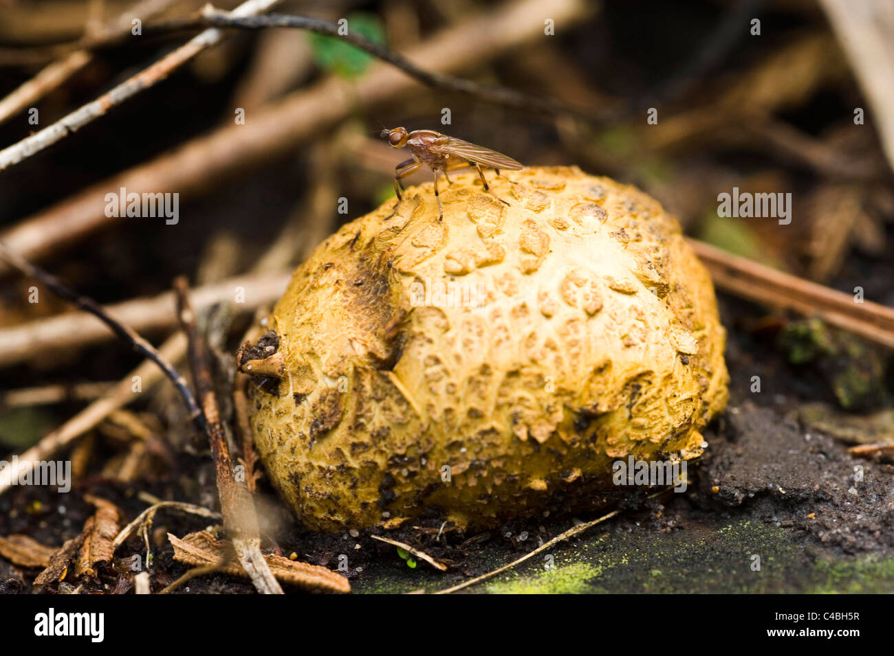 Australian puff ball fungus Victoria Stock Photo