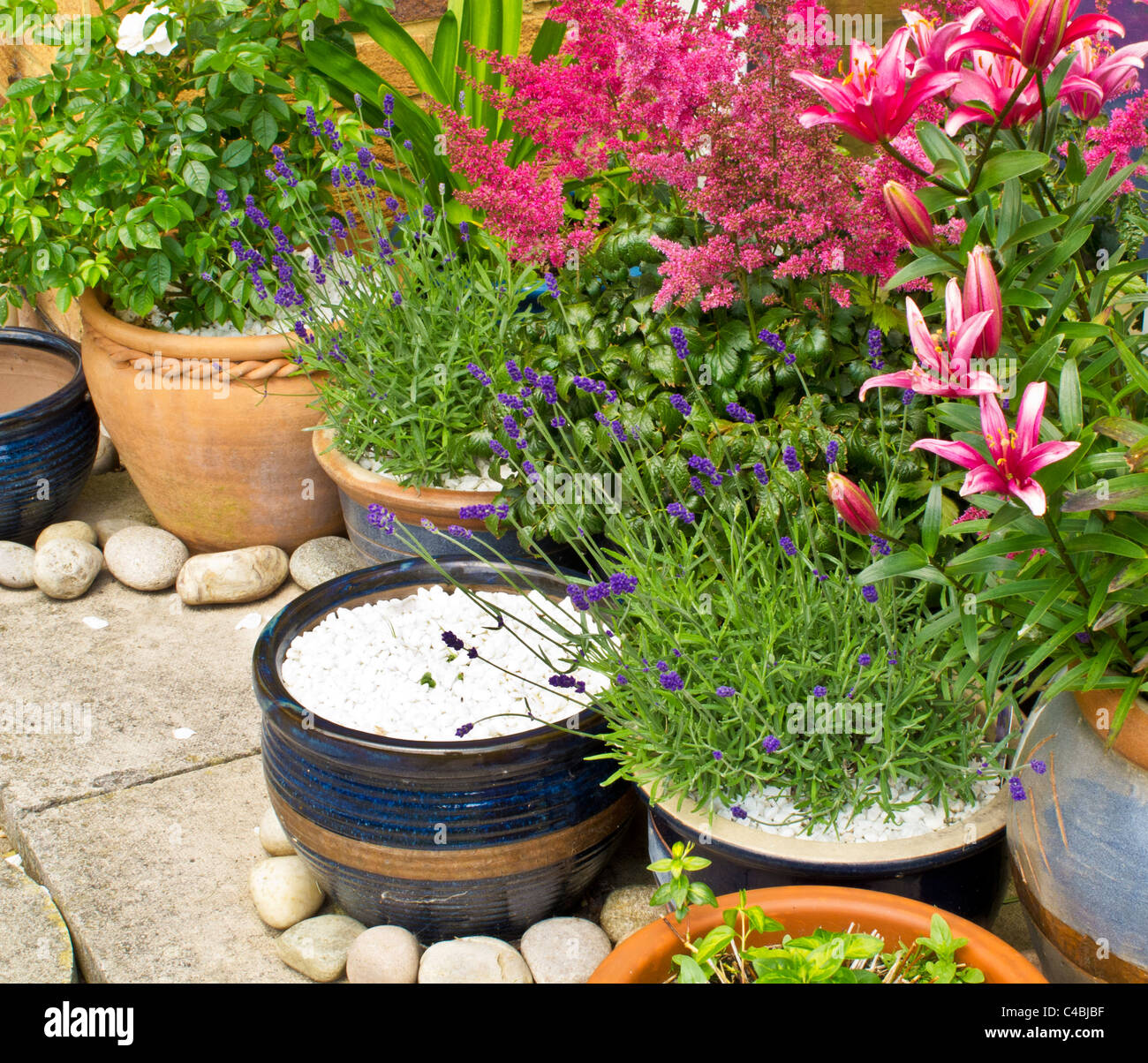 Pots and containers in the corner of a patio with roses, lavender, lilies and astilbe Stock Photo