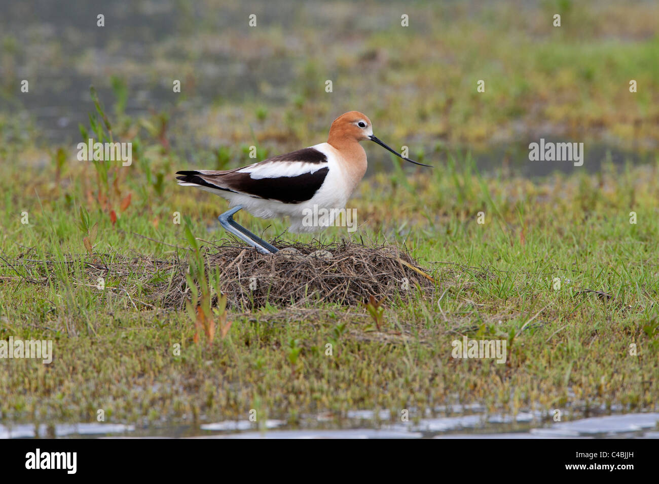 American Avocet Nest Hi res Stock Photography And Images Alamy american-avocet-nest-hi-res-stock-photography-and-images-alamy