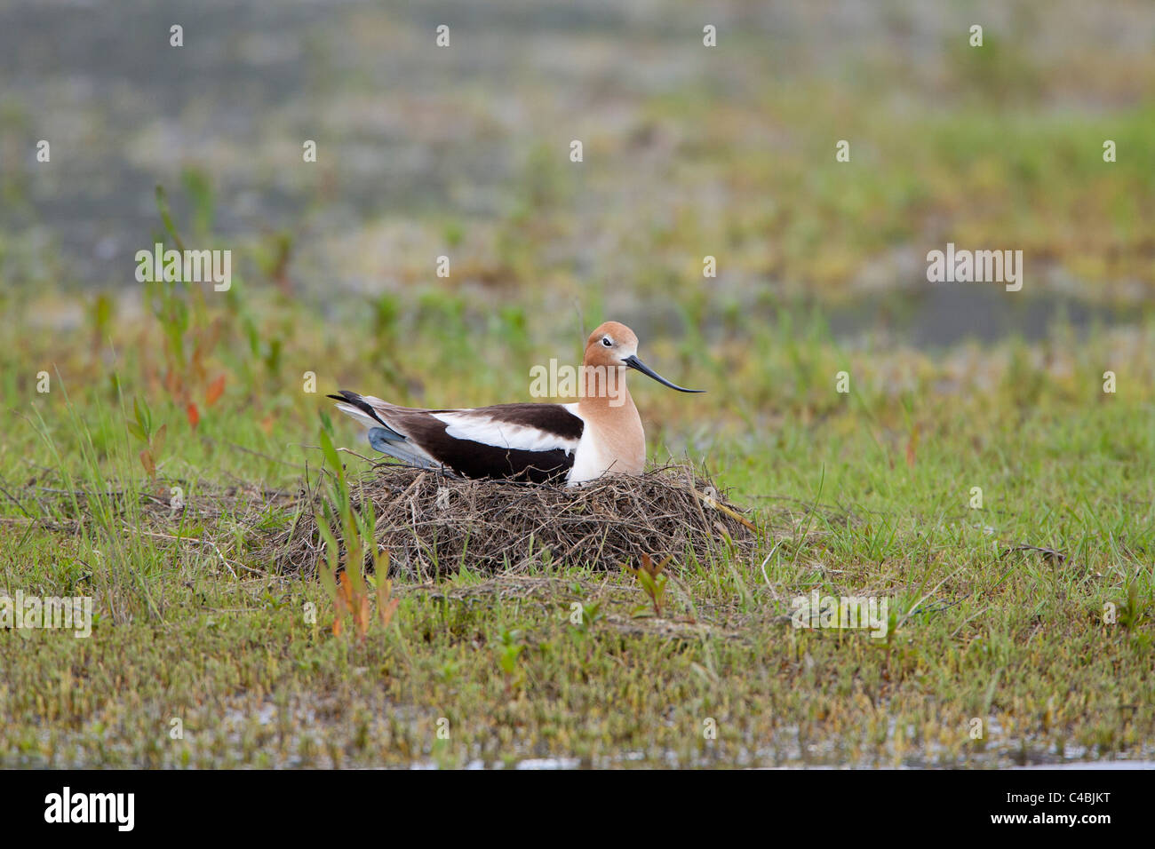 American Avocet Nest Hi res Stock Photography And Images Alamy american-avocet-nest-hi-res-stock-photography-and-images-alamy