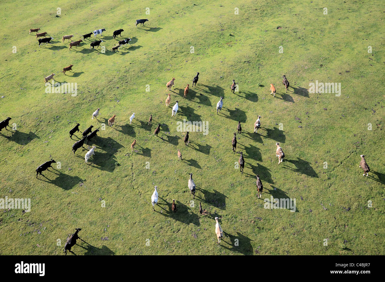 Aerial view of herd of cows with running from hot air balloon Stock Photo