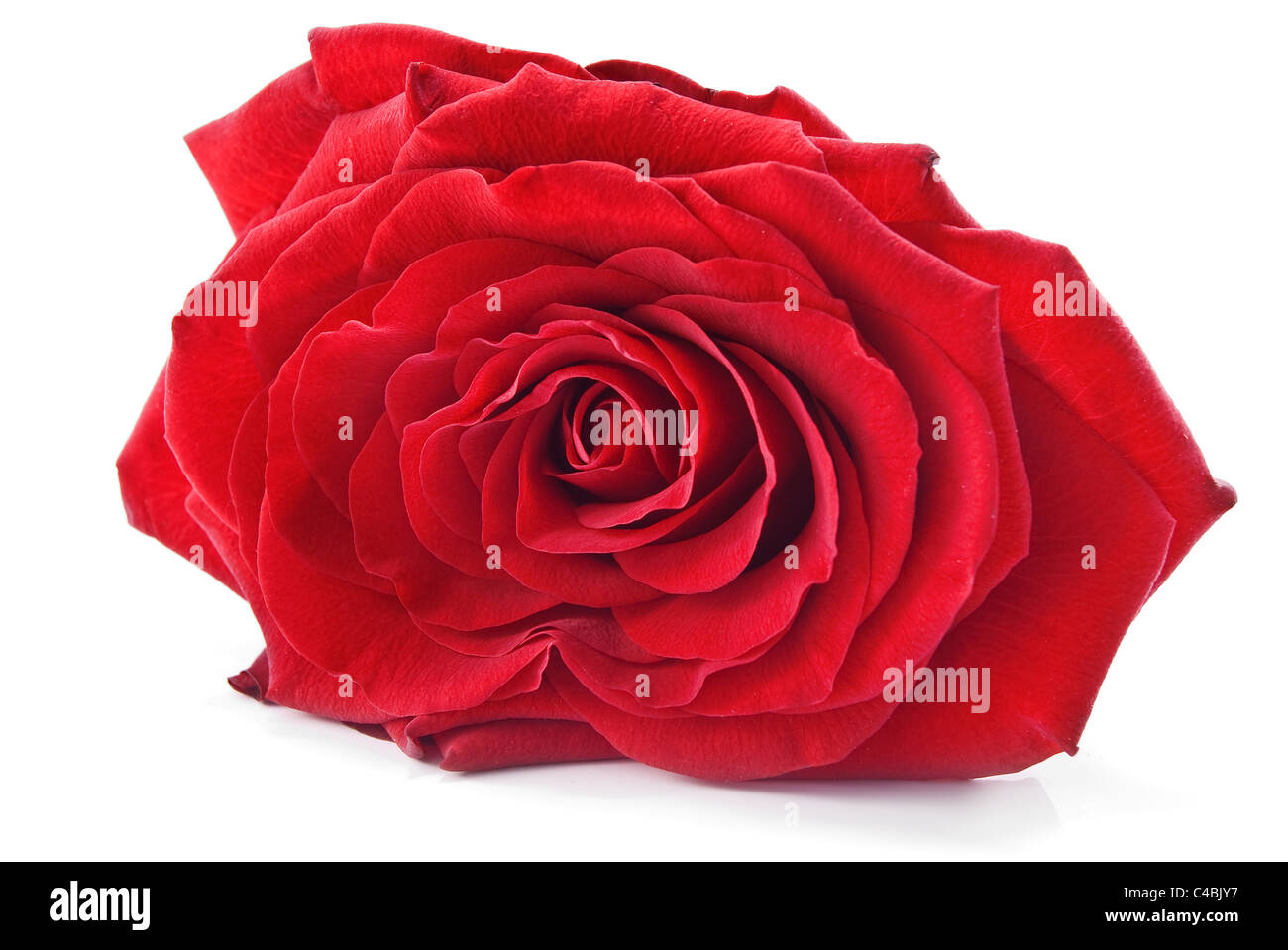 red rose is isolated on white Stock Photo - Alamy