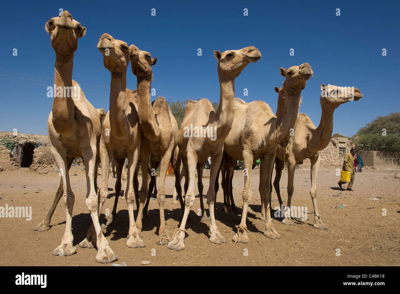 Camels for sale at the Camel and goat market, Hargeisa, Somaliland